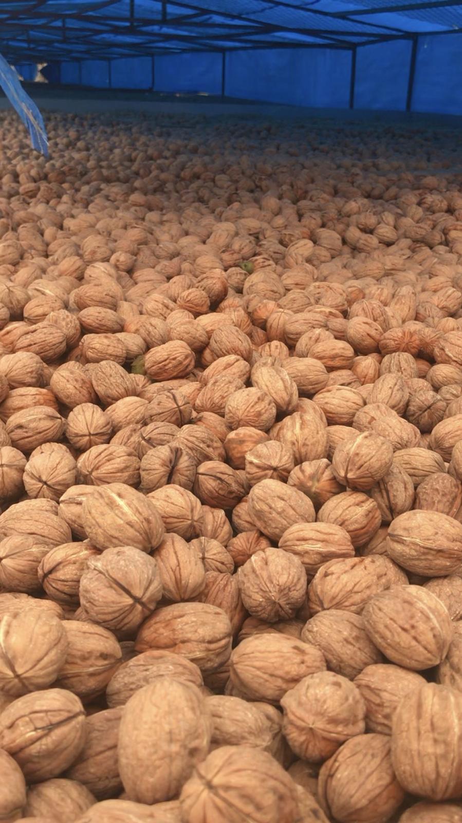 Seeds suitable for wholesale trade and resale