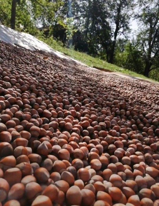 Seeds suitable for wholesale trade and resale